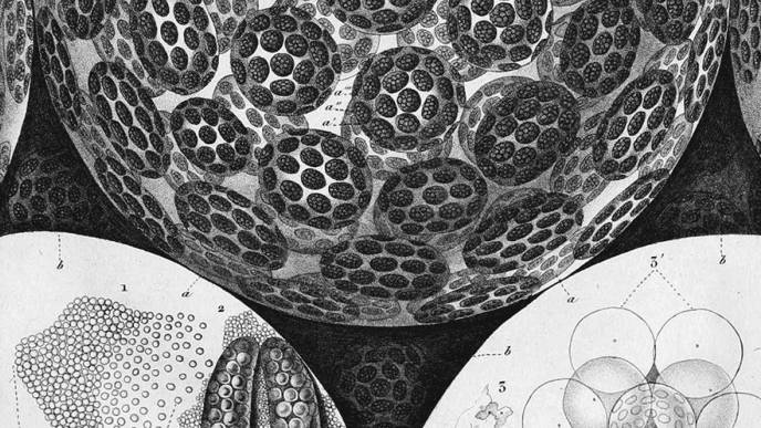 Drawing of elementary components of a plant from the 19th century