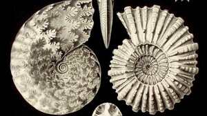 Haeckel - 1899 - Kunstformen der Natur Tafel 44 - Auschnitt