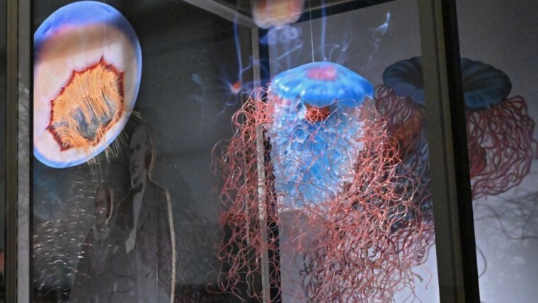 Meduse
