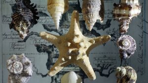 Haeckels "Stammbaum des Menschen" mit Conchilien