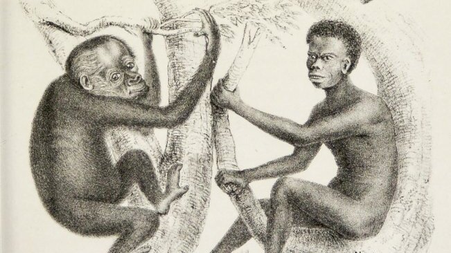 "Schimpanse, Gorilla, Orang-Utan und Neger", in: Ernst Haeckel, Anthropogenie oder Entwicklungsgeschichte des Menschen, 1874, Tafel XI