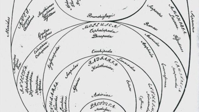 Schematische Darstellung der Lebenszusammenhänge in Eiform